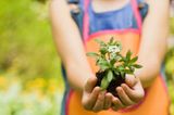 10 Haushaltsaufgaben für Kinder: Kinderhand mit Blume und Erde