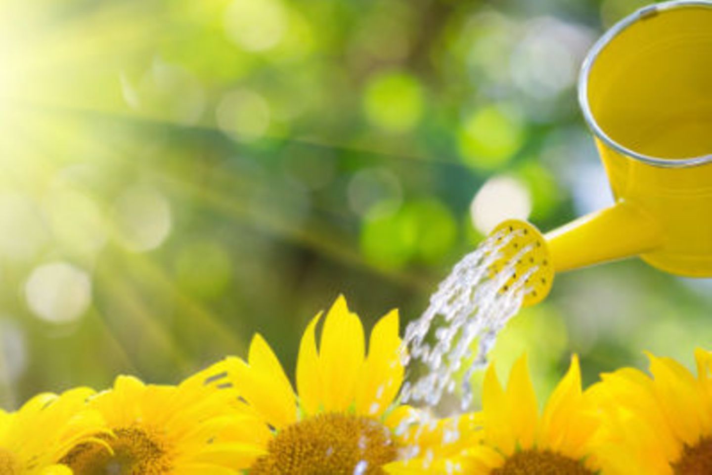 10 Haushaltsaufgaben für Kinder: Sonnenblume mit Gießkanne