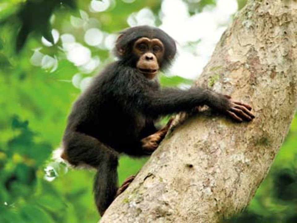 Kinotipp: Schimpansen