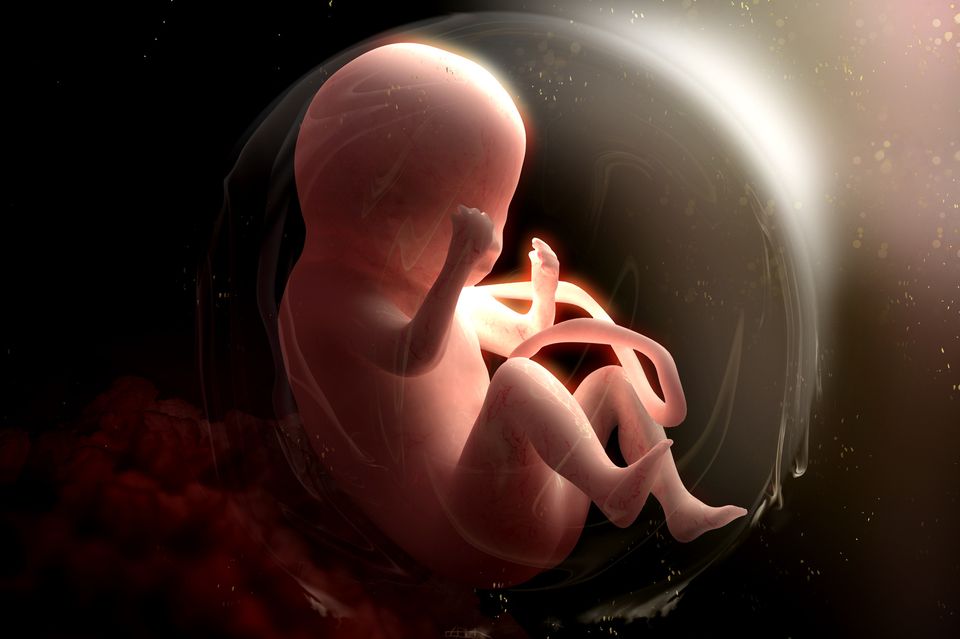 Nabelschnur: Fötus im Mutterleib mit Nabelschnur