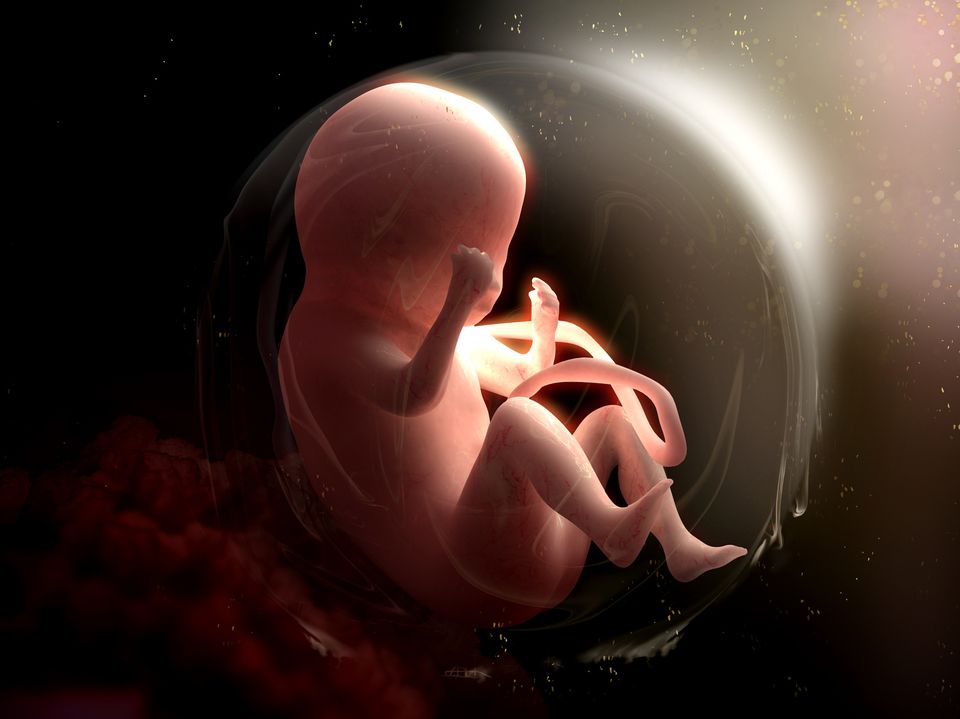 Fötus im Mutterleib, Nabelschnur