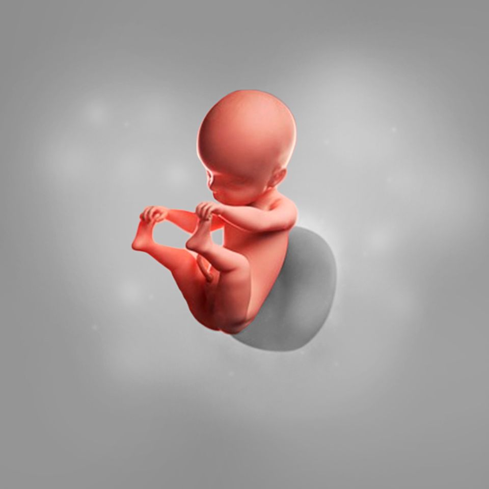 33++ 25 ssw bilder baby , 25. Schwangerschaftswoche (25. SSW) Alle Infos Eltern.de