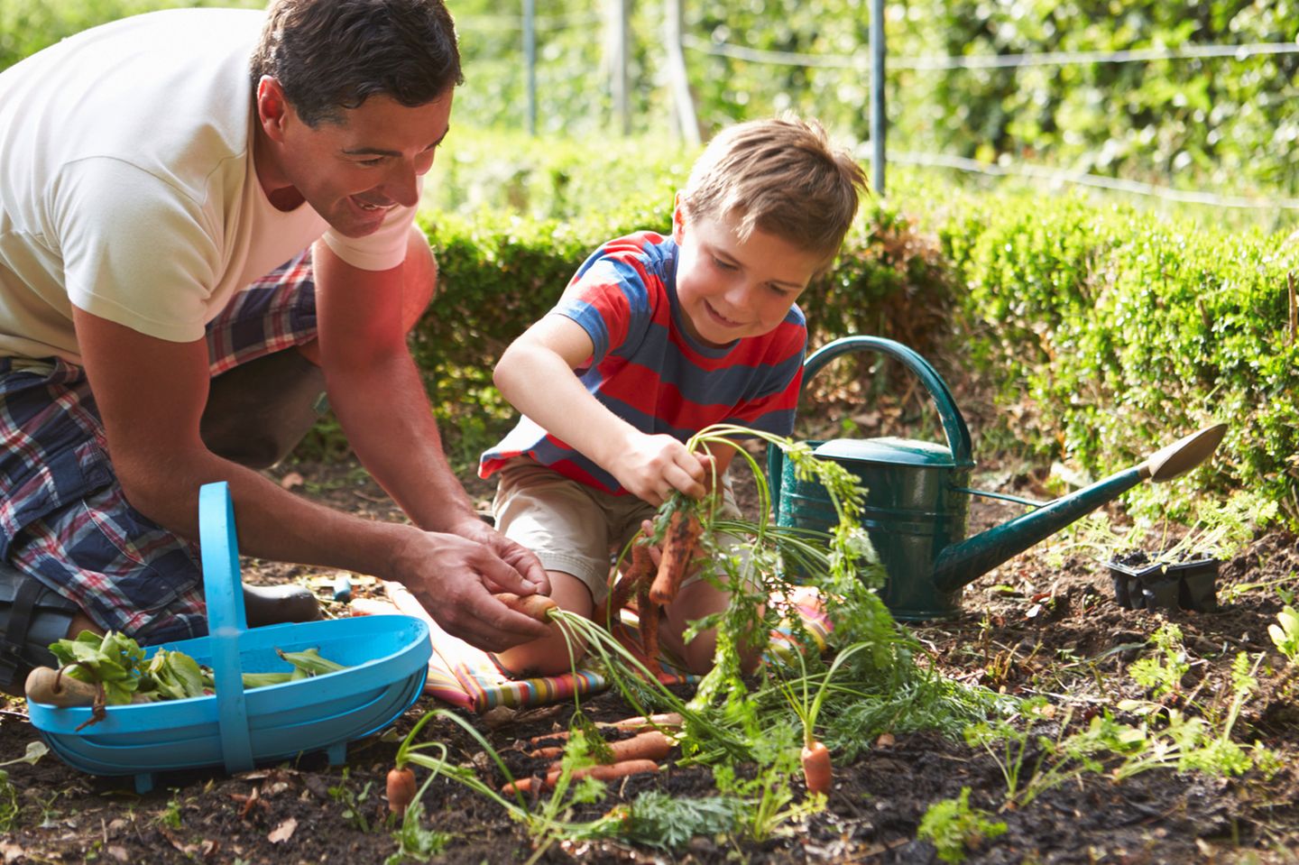 Vater mit Sohn bei der Gartenarbeit, ernten Karotten