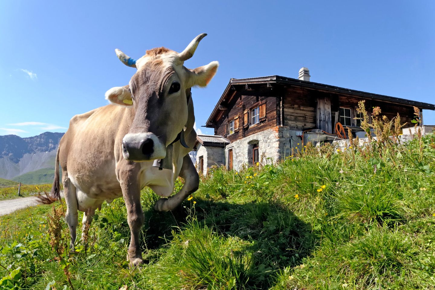 Kuh auf einer schweizer Alm