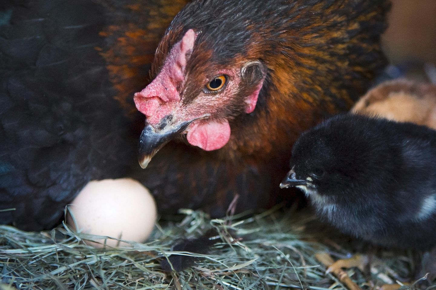 Huhn mit Ei im Nest