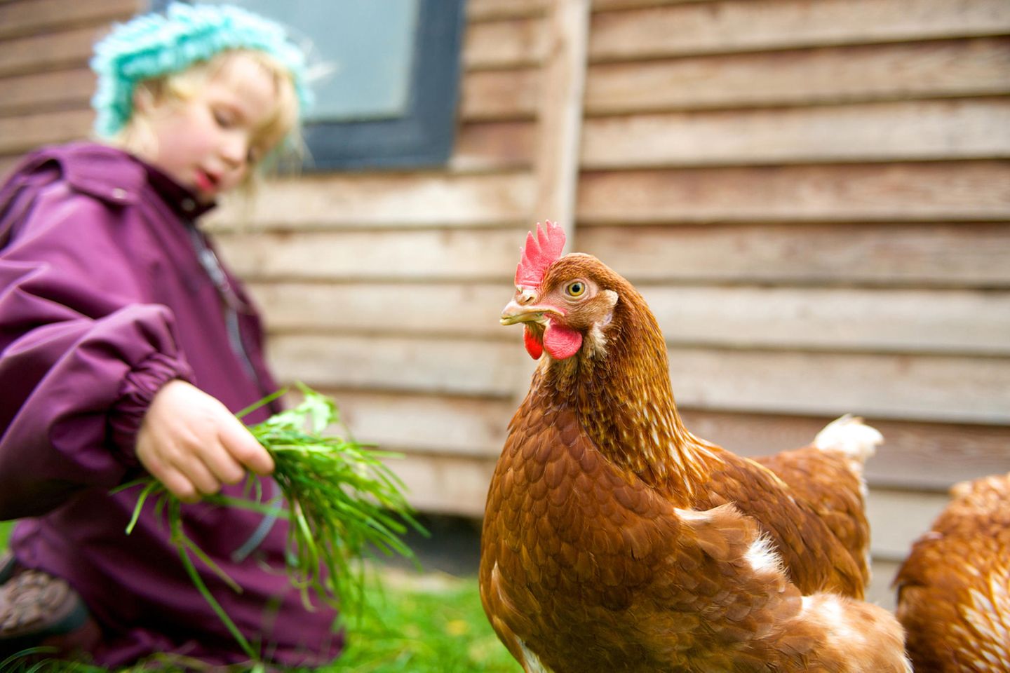 Huhn, im Hintergrund ist ein Mädchen, hält dem Huhn Gras hin