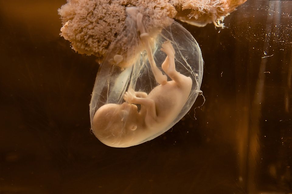 Embryo: So entsteht neues Leben