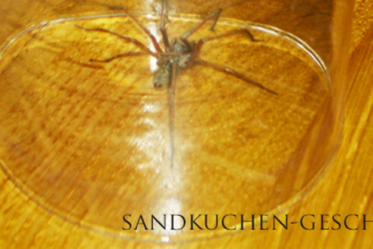 Blog Sandkuchen-Geschichten Verena Wagenpfeil Spinne