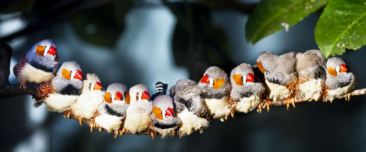Sprachentwicklung: Sprechen lernen wie in der Zebrafinken-Kinderstube Sprachentwicklung: Sprechen lernen wie in der Zebrafinken-Kinderstube
