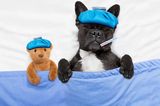Kinderfotos im Internet: Hund liegt mit Fieberthermometer und Eisbeutel auf dem Kopf im Bett