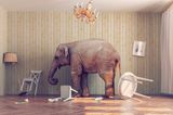 Kinderfotos im Internet: Ein Elefant steht in einem Zimmer und schmeißt Möbel um