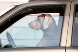 Kinderfotos im Internet: Hund sitzt in einem Auto auf dem Fahrersitz