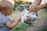 Ei, ei – die Katze will sanft angefasst und gestreichelt werden. Die Fähigkeit zum Mitgefühl ist durch die Spiegelneuronen in jedem Kind genetisch angelegt – und nicht nur auf Menschen beschränkt. Doch sie muss trainiert, gepflegt und entwickelt werden: durch Vorbild und Nachahmung. Dazu brauchen kleine Kinder Zeit und Ruhe. Denn erst in den Phasen der Erholung, in denen keine neuen Eindrücke auf die Kinder einstürmen, festigen sich die neu gelernten Muster im Nervensystem.