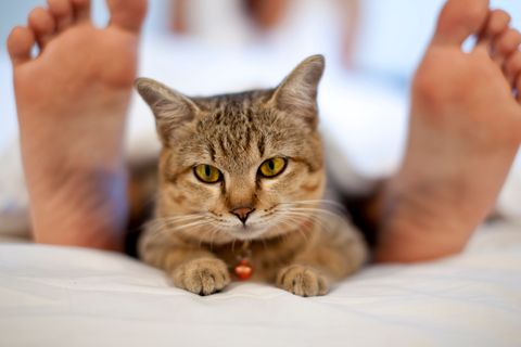 Toxoplasmose in der Schwangerschaft: Katze im Bett