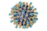 Masernvirus im Modell