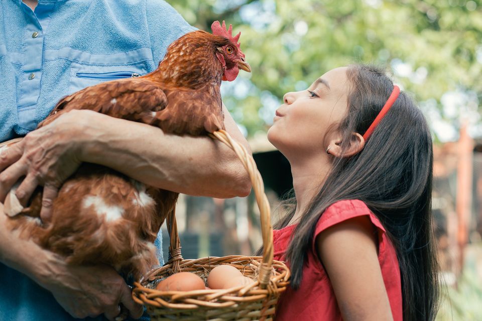 Mädchen will Huhn einen Kuss geben