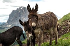 Wandern mit Baby in Südtirol