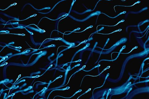 Spermien unter dem Mikroskop