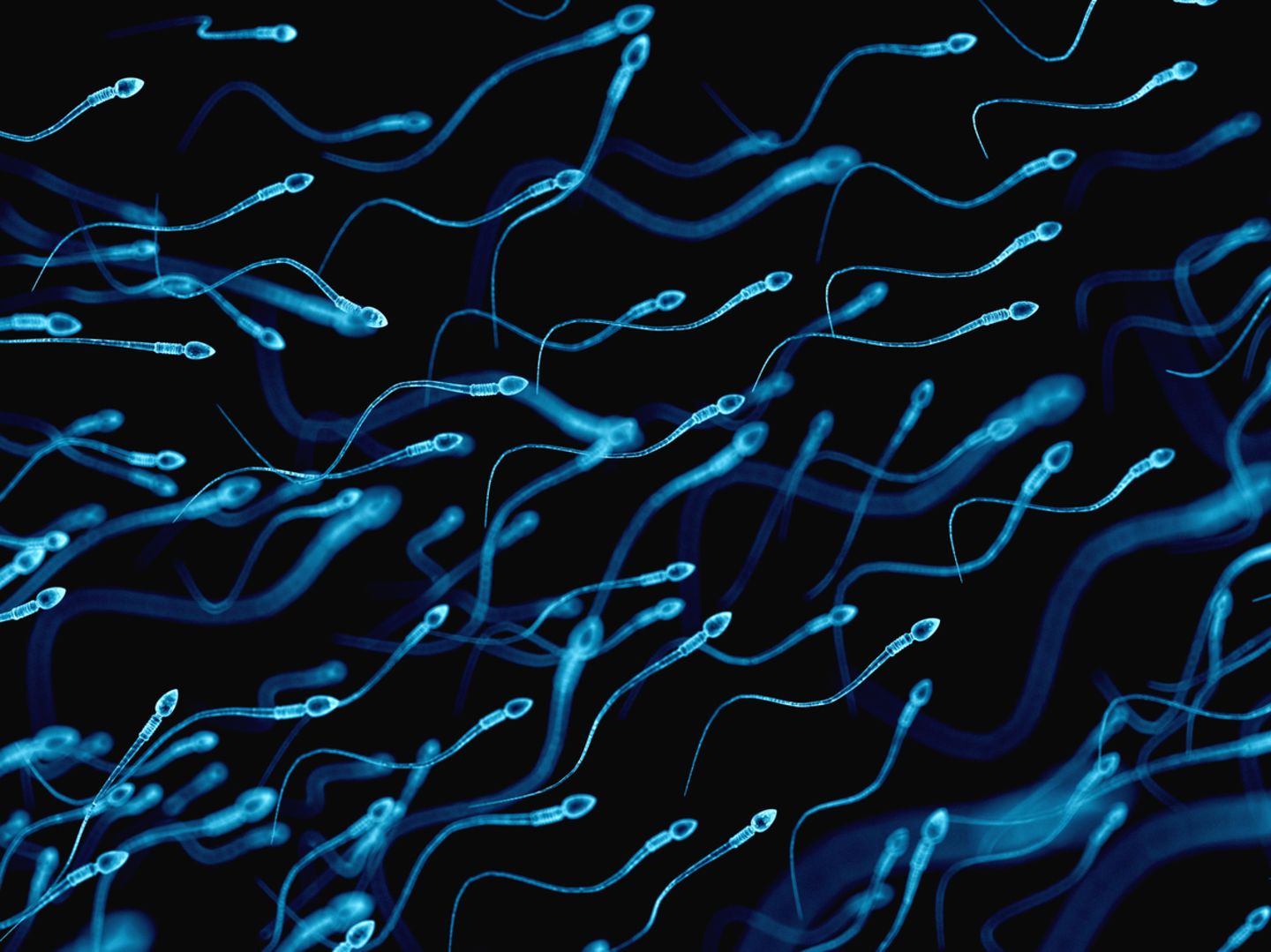 Spermien mikroskop Wie groß