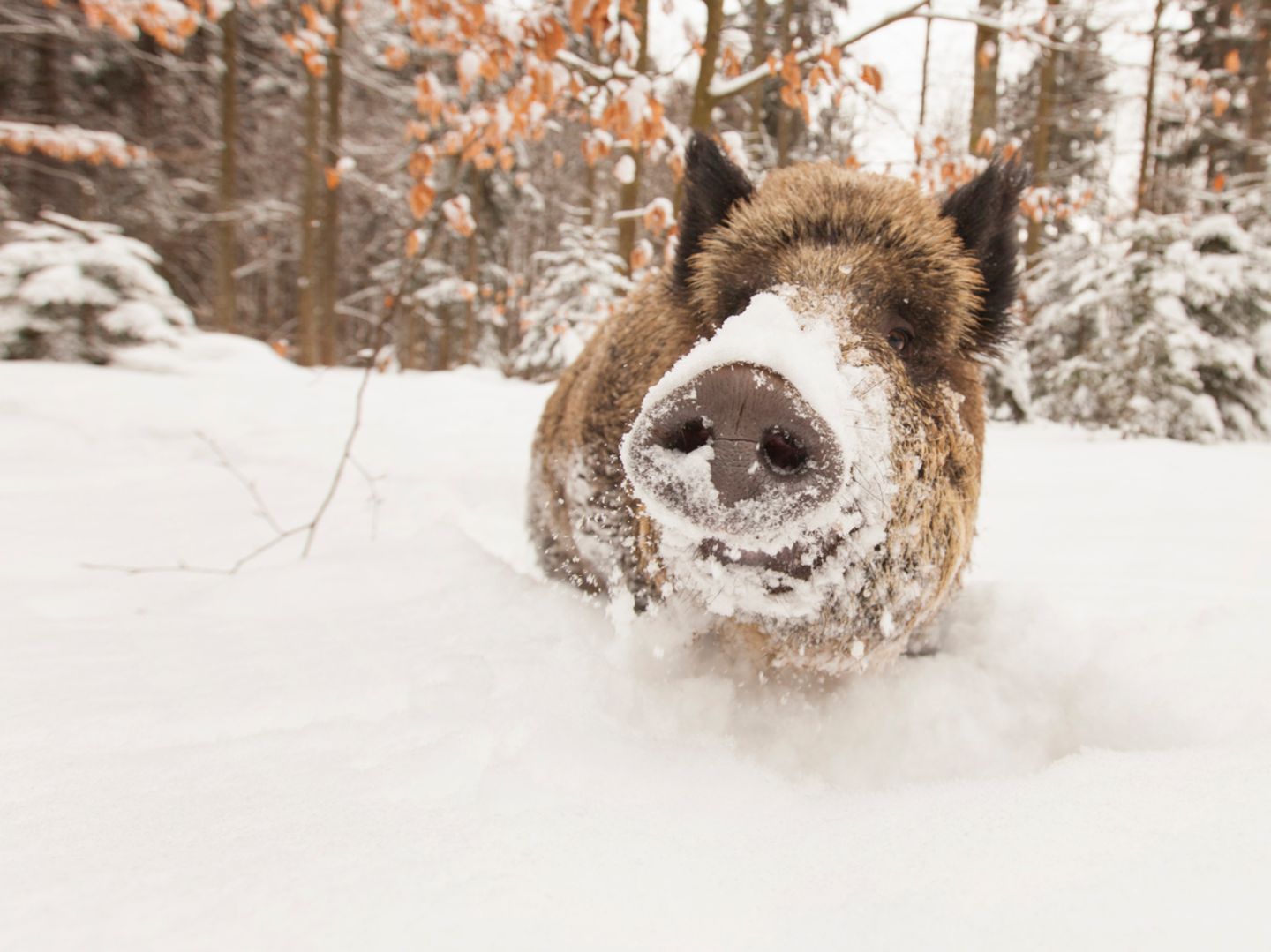 Blog Wellness Mama Wildschweine Blog Wellness Mama Wildschweine