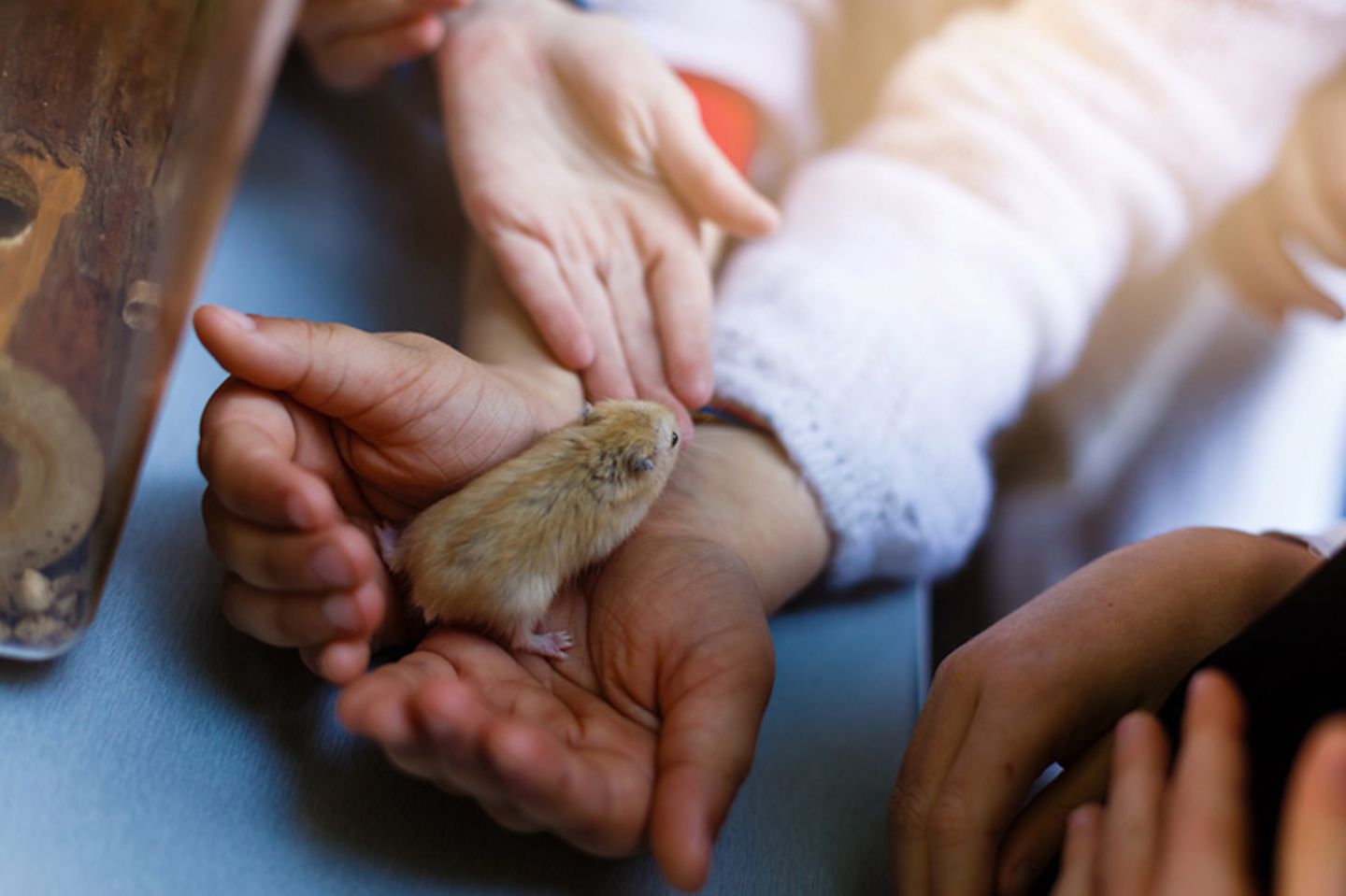 Blog Mama steht Kopf, Haustier Hamster Blog Mama steht Kopf, Haustier Hamster