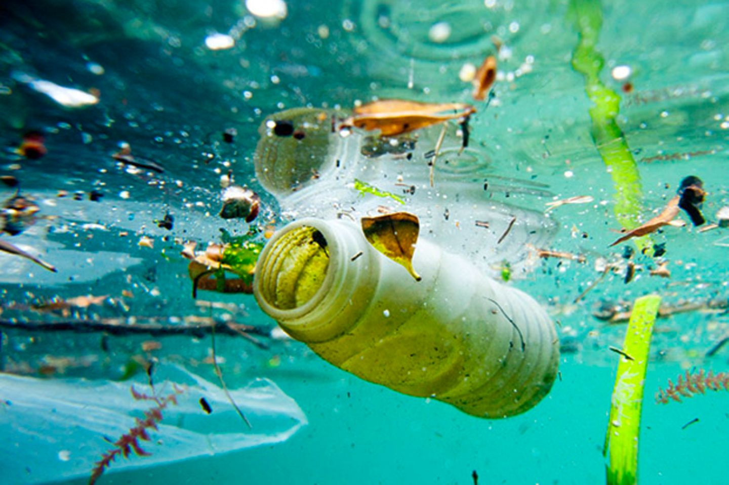 Flasche Plastikmüll Meer