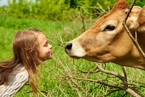 Kind und Kuh, Nase an Nase