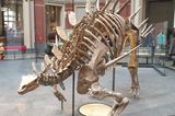 Stegosaurus im Naturkundemuseum Berlin