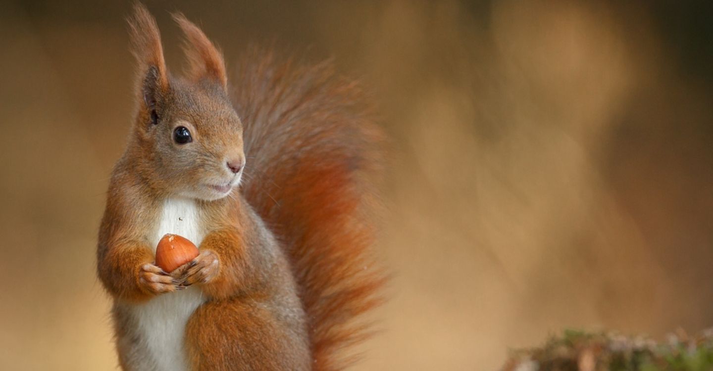 Wellness Alarm: Eichhörnchen, seid auf der Hut! Wellness Alarm: Eichhörnchen, seid auf der Hut!