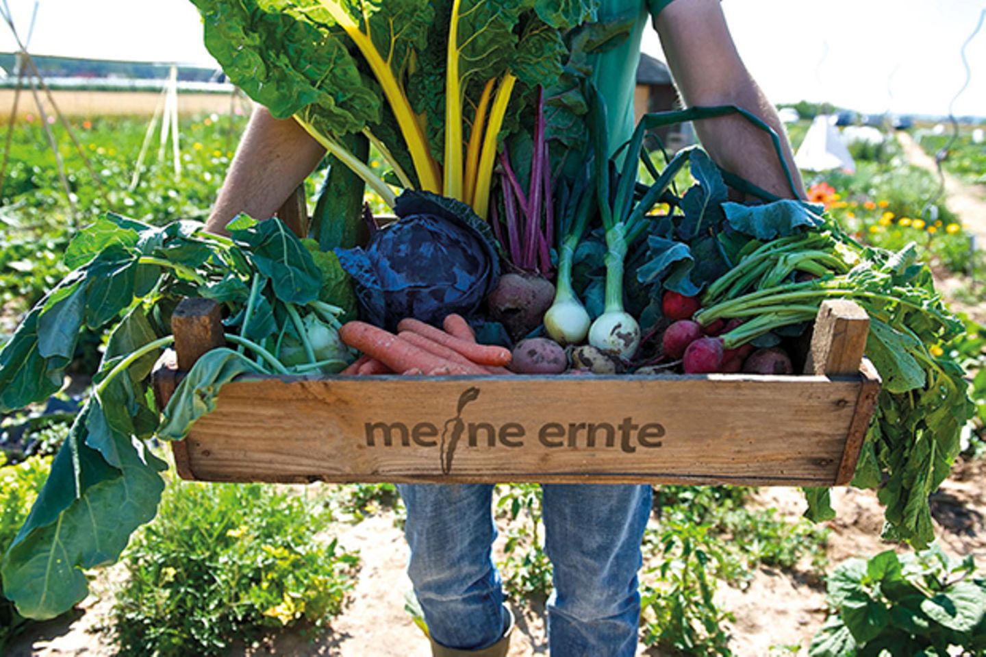 Person hält eine große Kiste Gemüse auf dem Acker