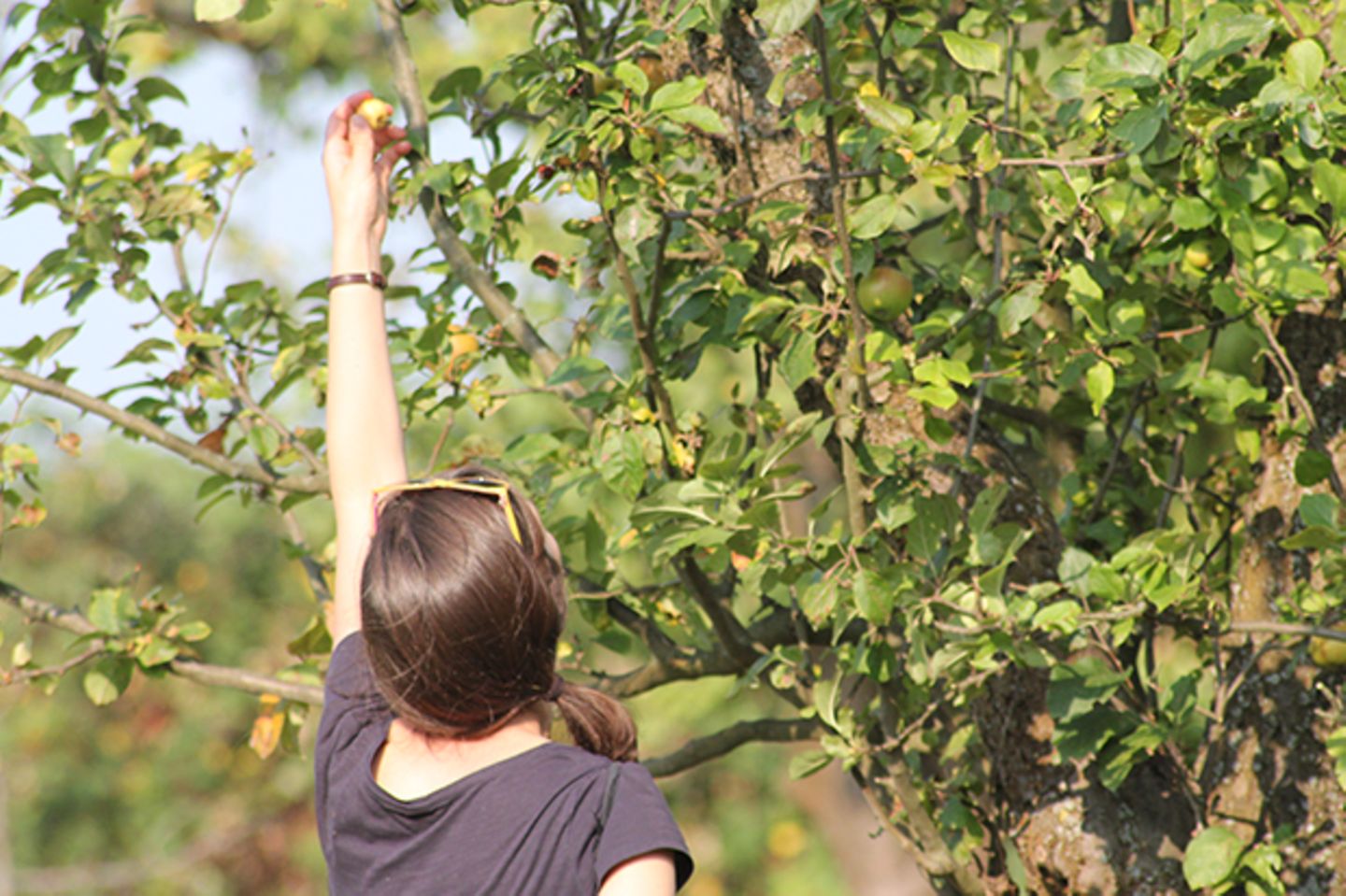 Frau pflückt einen Mini-Apfel vom Baum