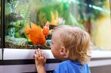 Kind schaut in ein Aquarium