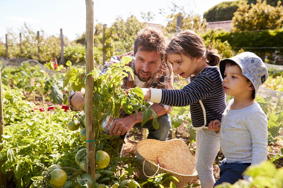 Vater pflanzt mit seinen Kindern einen Tomatenpflanze Vater pflanzt mit seinen Kindern einen Tomatenpflanze