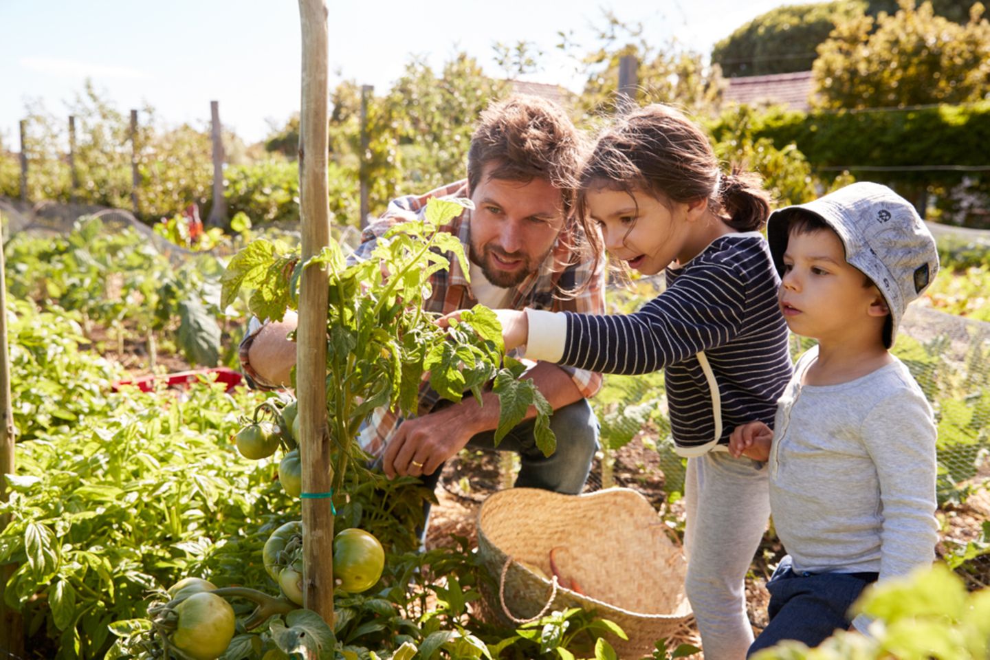 Vater pflanzt mit seinen Kindern einen Tomatenpflanze
