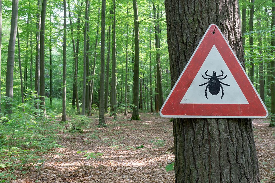 Zecken-Warnschild im Wald
