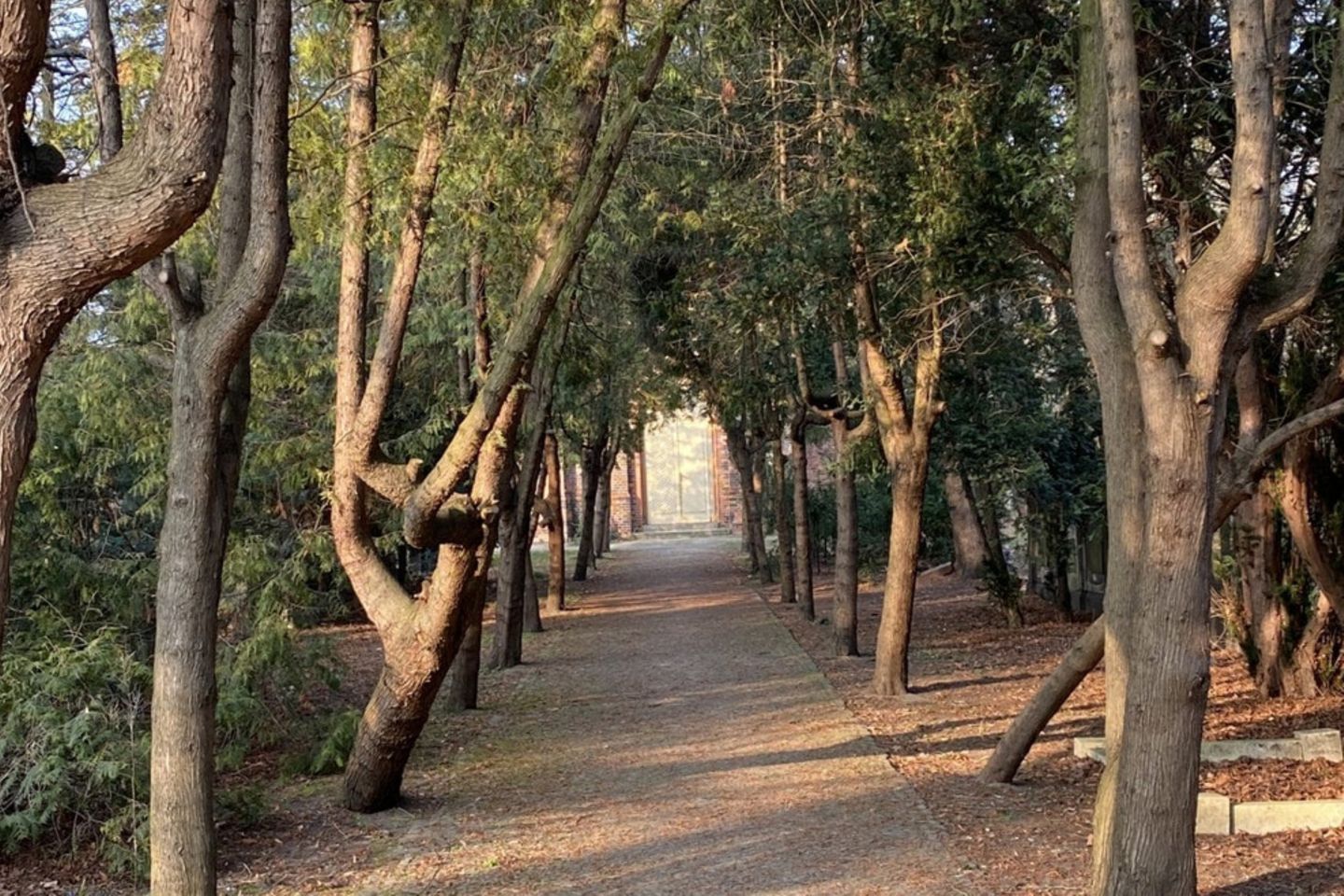 Allee mit Bäumen Allee mit Bäumen