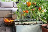 Tomaten auf dem Balkon