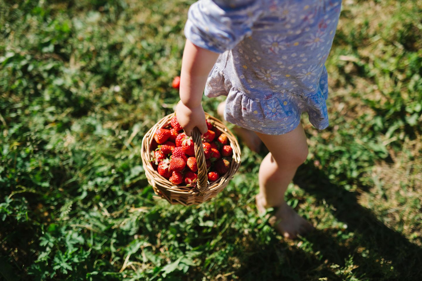 Kind pflückt Erdbeeren