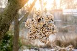 Vogelfutteranhänger am Baum