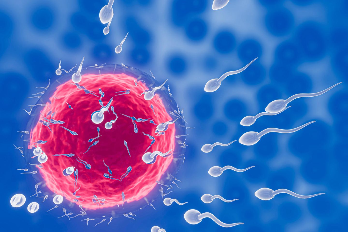 Spermien schwimmen auf Eizelle zu