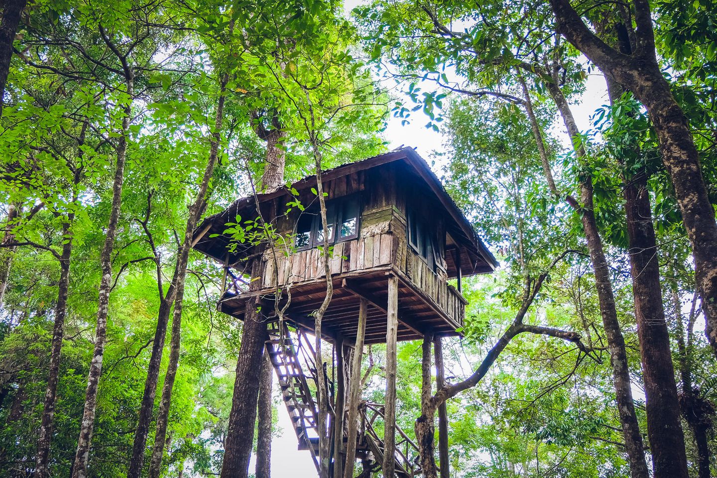 Baumhaus im Wald