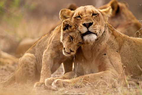 Quiz: Löwenmutter schmiegt sich an ihr Junges