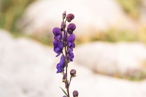 Bild der Eisenhut-Blüte