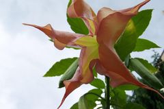 Bild der Engelstrompetenblüte