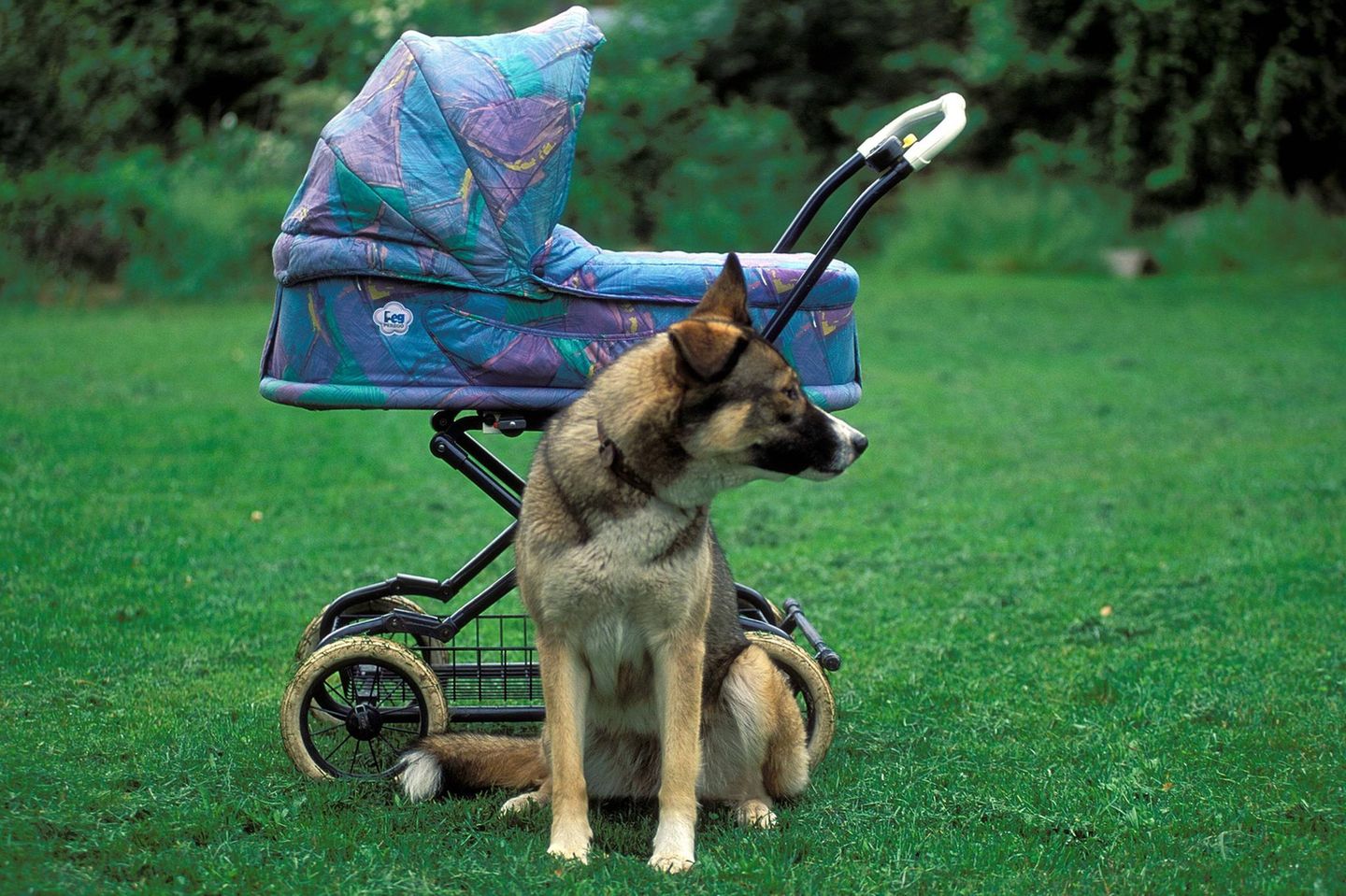 Kinderwagen der Jahrzehnte: Hund vor Kinderwagen