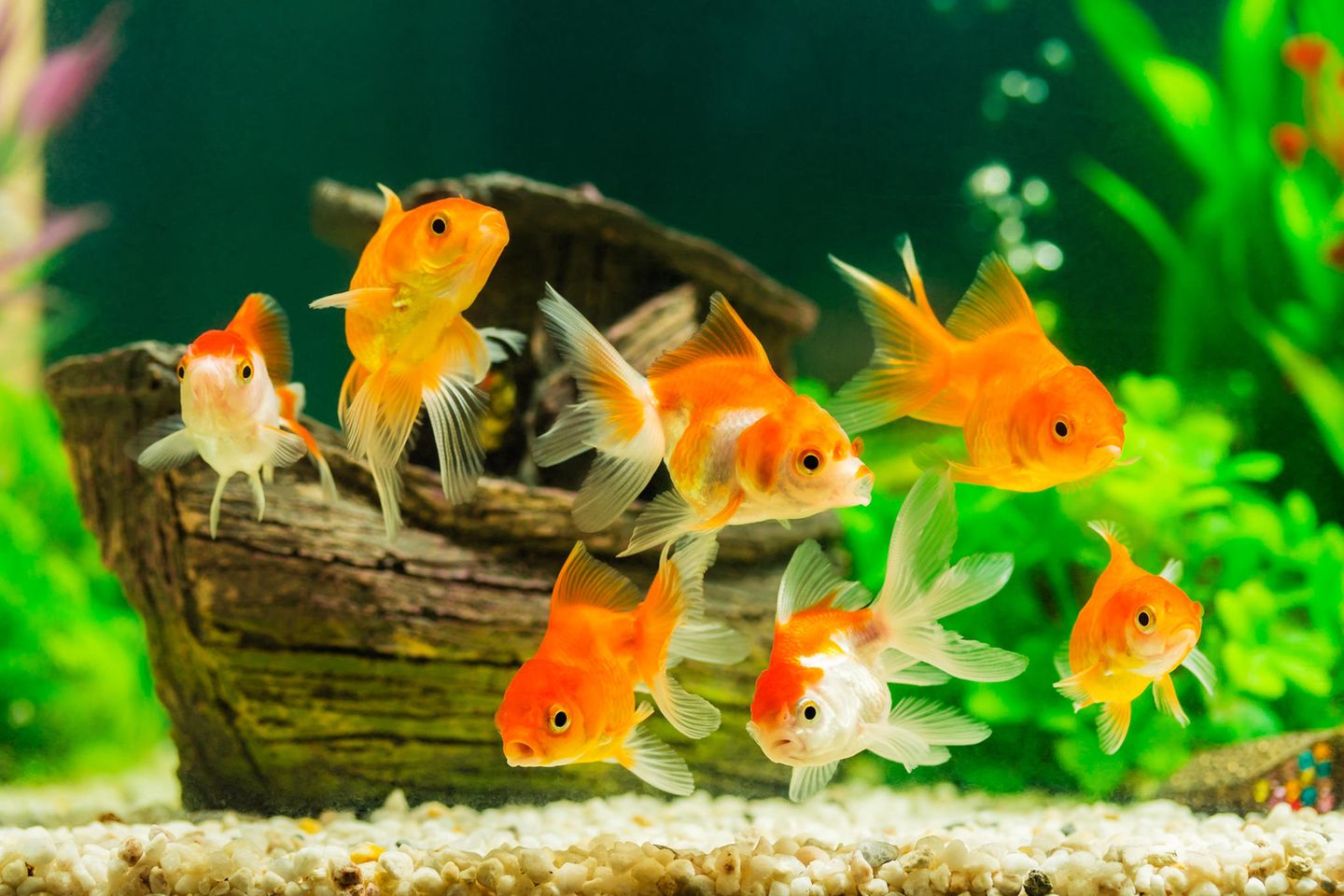Pflegeleichte Haustiere: Fische im Aquarium