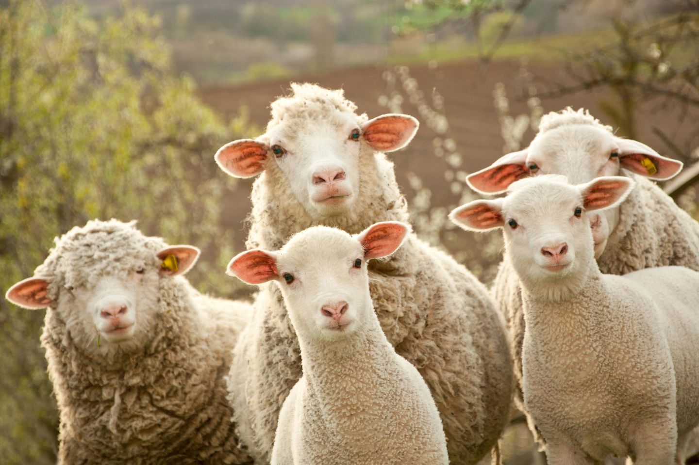 Weiße Schafe auf der Weide