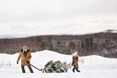 Familien erzählen: Opa transportiert im Schnee einen Weihnachtsbaum auf dem Schlitten mit seiner Enkelin