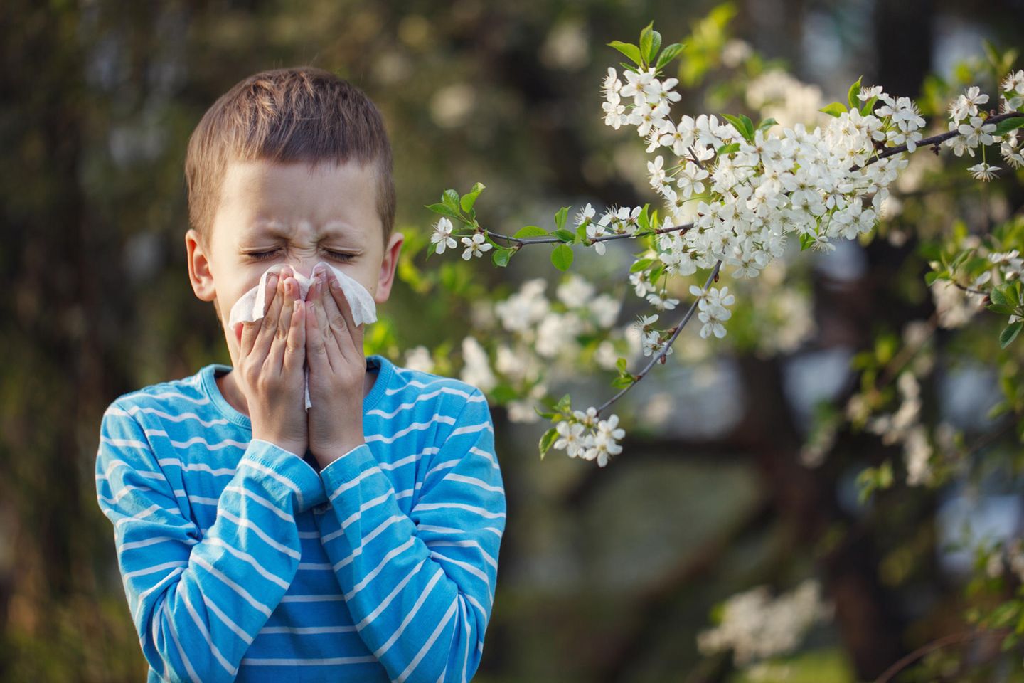 Heuschnupfen bei Kindern: Kind putzt sich die Nase vor blühendem Baum