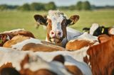 Allergien vorbeugen: Kuh schaut über den Rücken anderer Kühe in die Kamera
